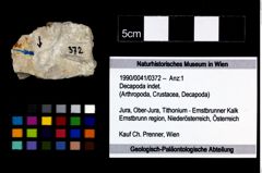 Foto (Objekt + Etikett) von Decapoda indet.  (NHMW-GEO-1990-0041-0372)